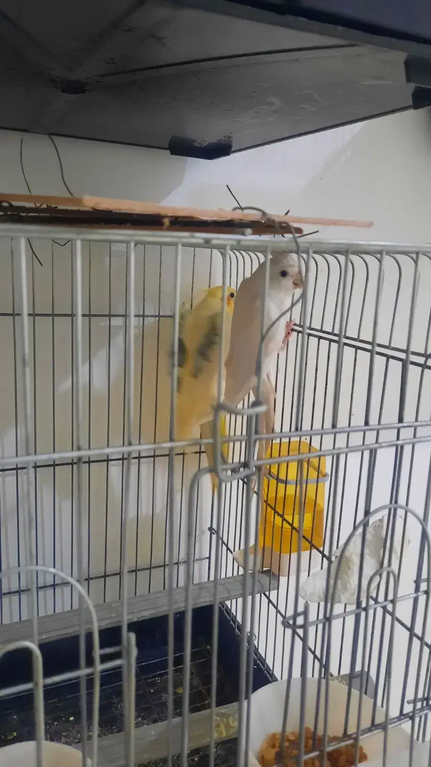 عروس هلندی دوکت پروانه ای آلبینو ولوتینو مولد|پرنده|جاسک, |دیوار