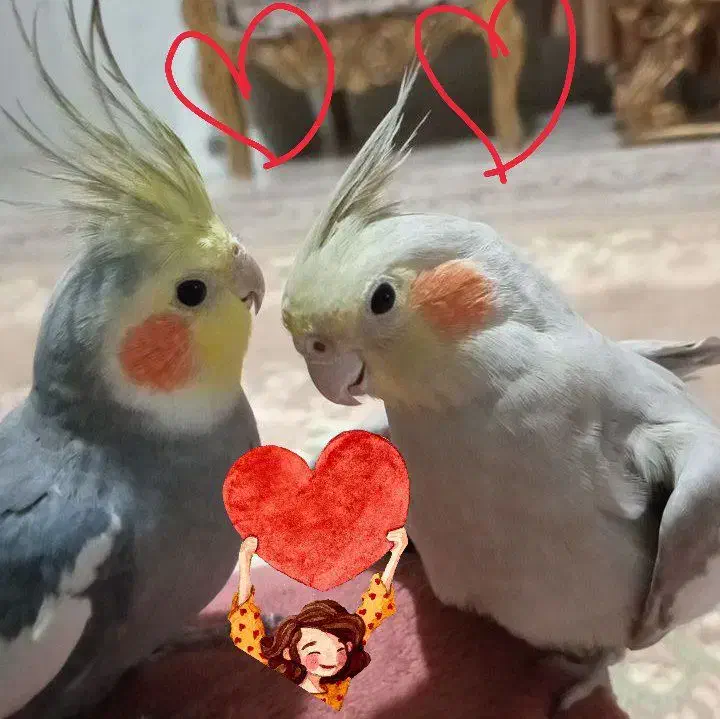 جفت عروس هلندی|پرنده|ماهدشت, |دیوار