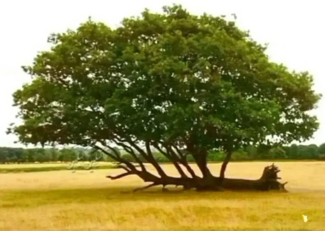 چوپ هرس رایگان|فعالیت داوطلبانه|میاندوآب, |دیوار