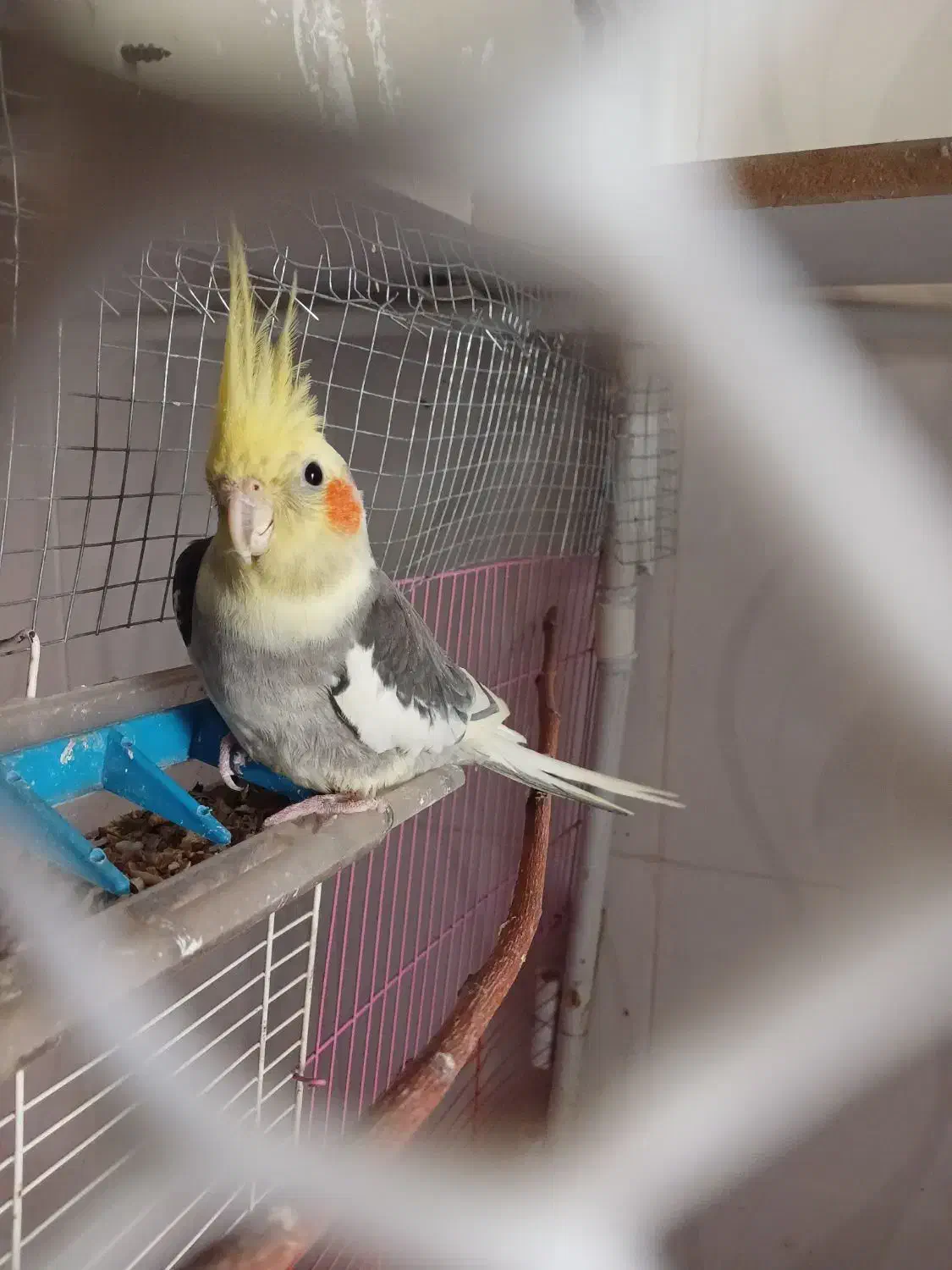 عروس هلندی|پرنده|سیرجان, |دیوار