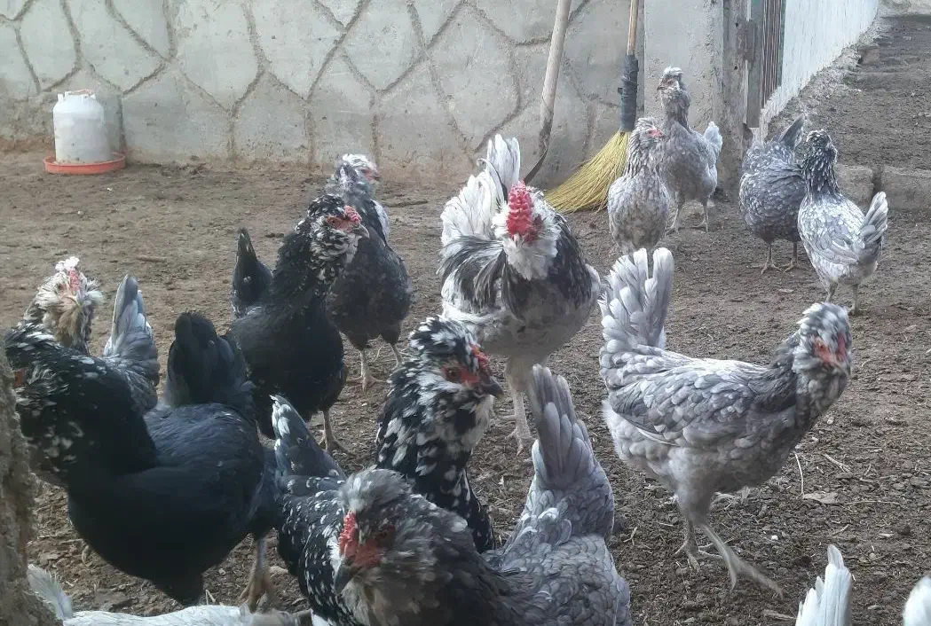 تخم نطفه دار مرغ و خروس گلین فول طوسی|حیوانات مزرعه|اصفهان, قائمیه|دیوار