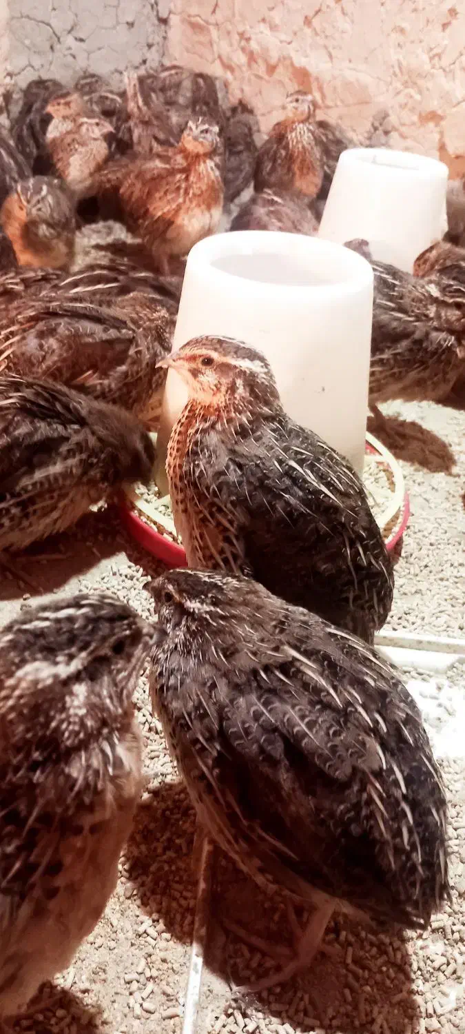 قیمت دونه ۸۰ هزار|پرنده|جزنیک, |دیوار