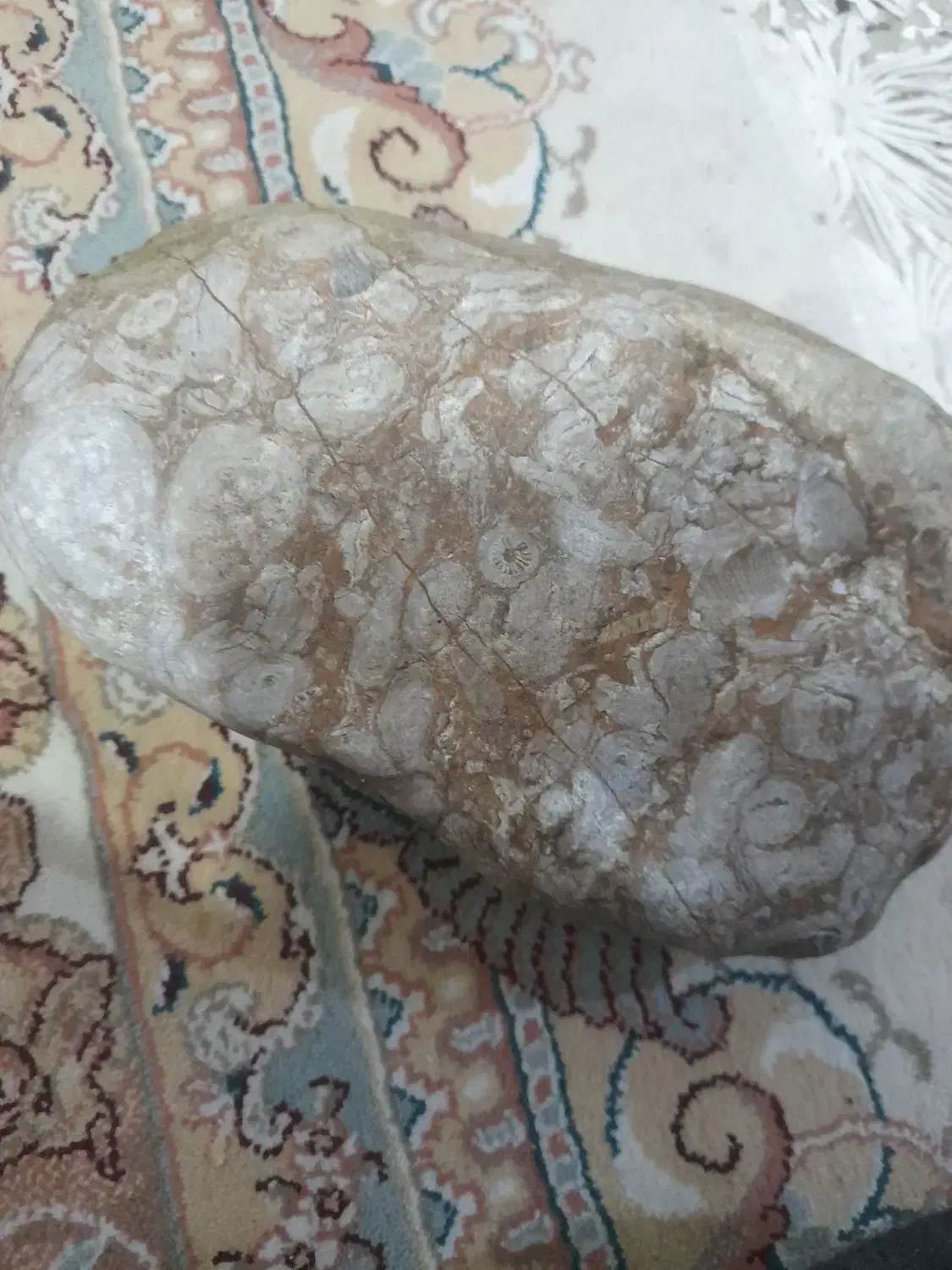 فسیل|کلکسیون اشیاء عتیقه|گنبد کاووس, |دیوار