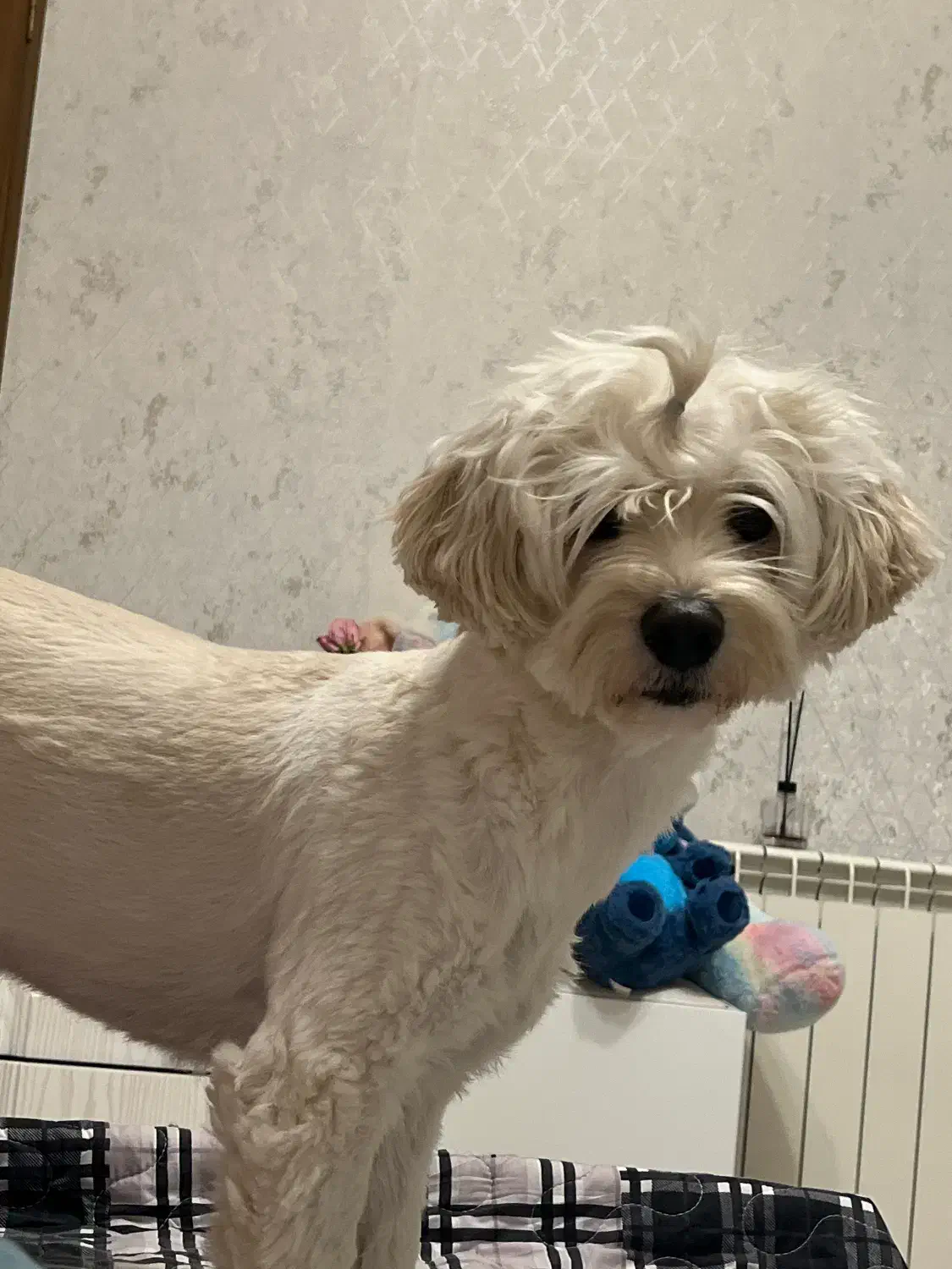 سگم گمشده|حیوانات|قزوین, |دیوار