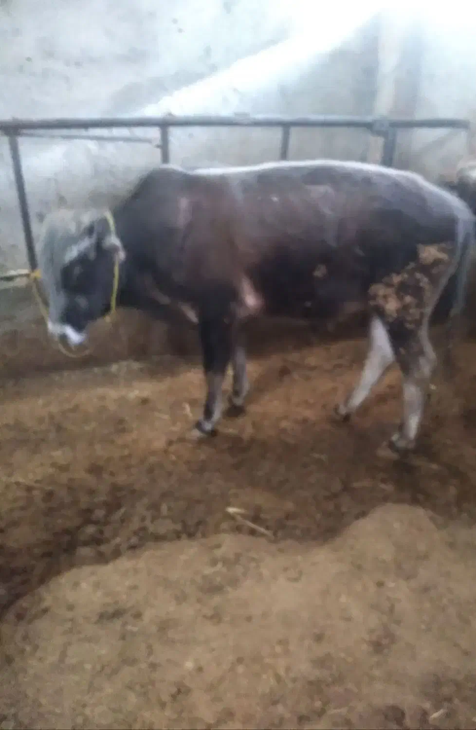 گوساله نر و ماده|حیوانات مزرعه|تهران, فرودگاه مهرآباد|دیوار