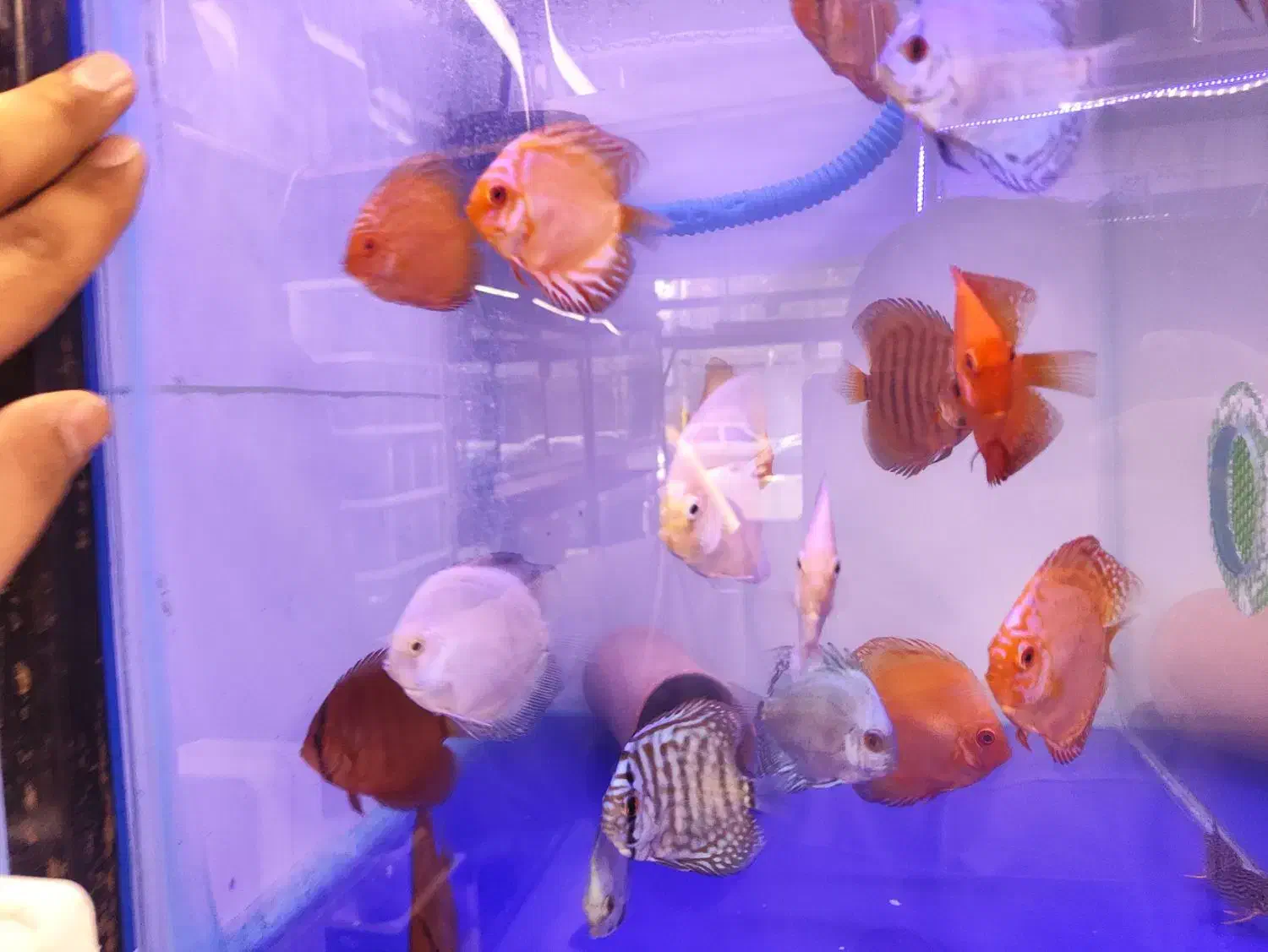 دیسکس حدود دو نیم سه اینچ پوزه خرگوشی|ماهی|مشهد, فاطمیه|دیوار