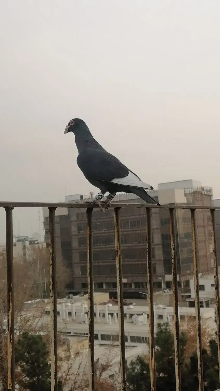 کبوتر گمشده قره|حیوانات|تهران, بلوار کشاورز|دیوار