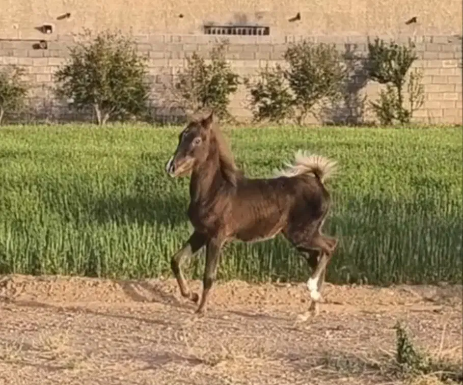 کره نریان کرد خالص شجره دار|اسب و تجهیزات اسبسواری|جرقویه, |دیوار