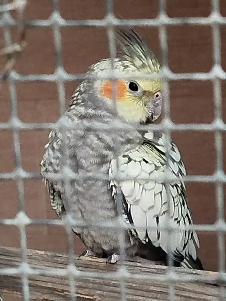 عروس هلندی زعفرانی|پرنده|فردیس, شهرک وحدت|دیوار