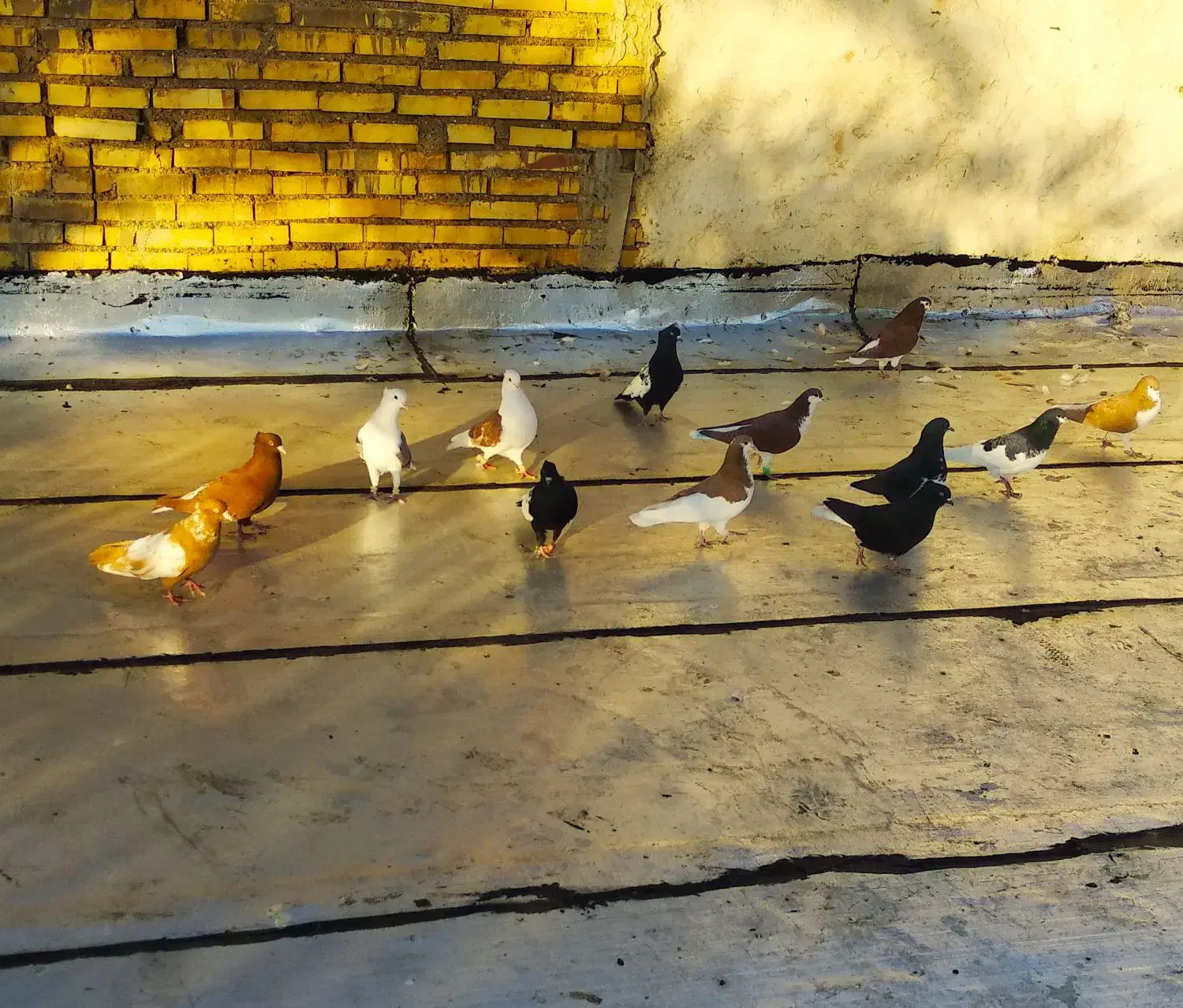 سیزده عددکبوتررنگی|پرنده|خرمشهر, |دیوار