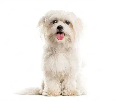 پیدا شده در قلات|سگ|شیراز, گویم|دیوار