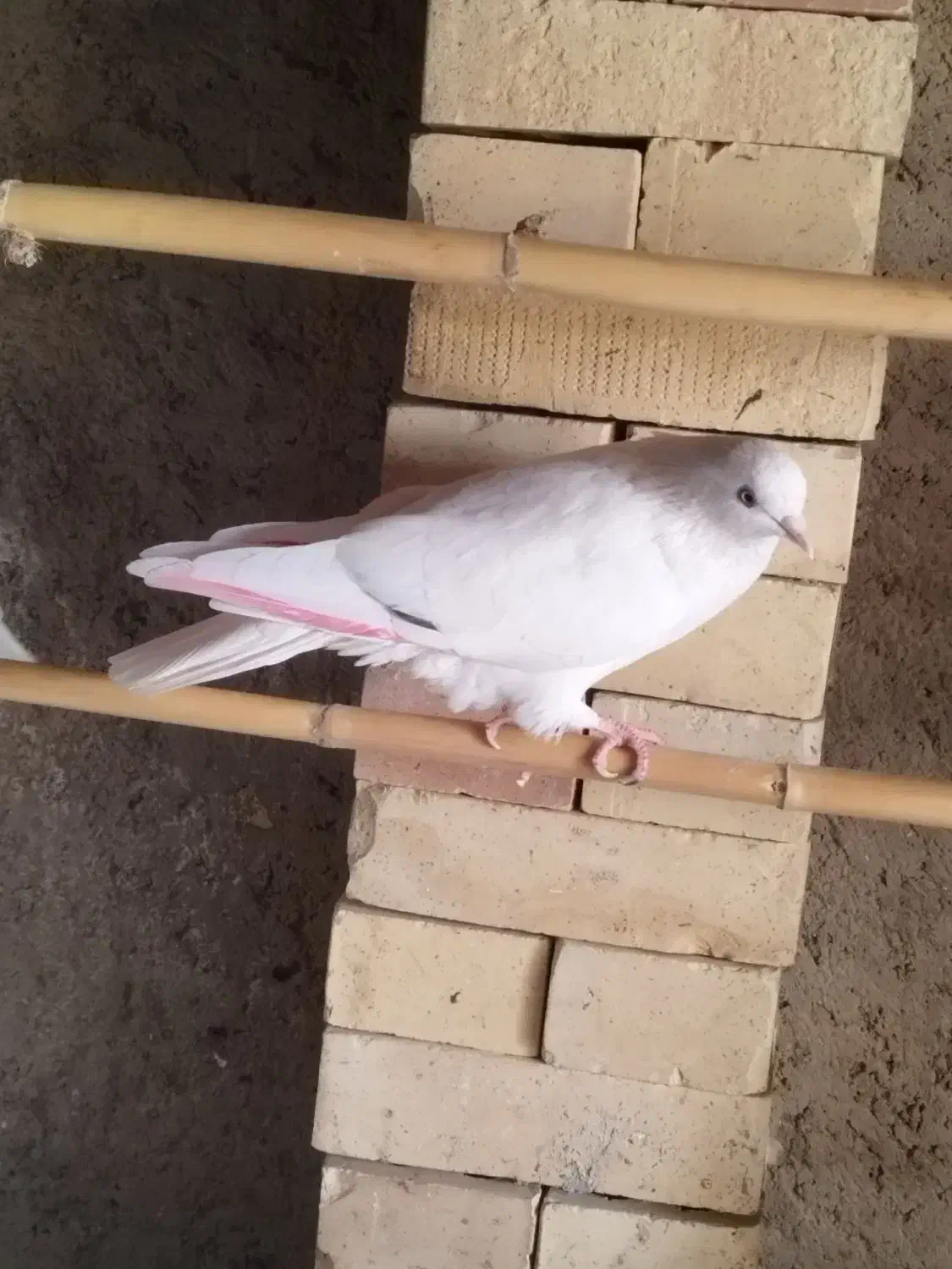 کبوتر غریب|پرنده|خان ببین, |دیوار