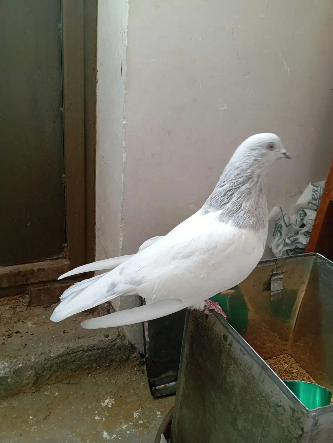 ماده درشت زینتی|پرنده|بانه, |دیوار