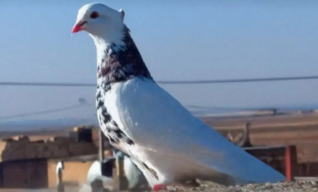 کبوتر|پرنده|چناران, |دیوار