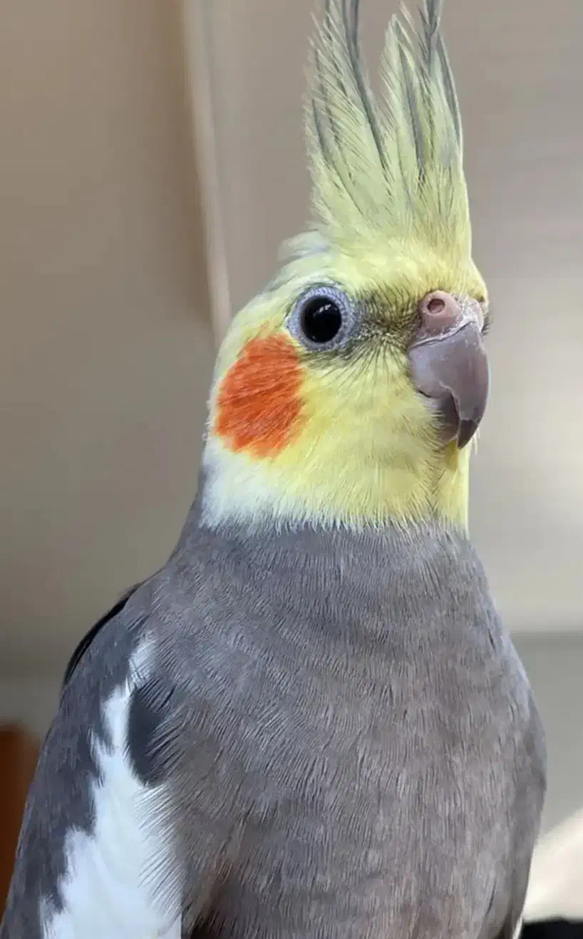 عروس هلندی|پرنده|ابهر, |دیوار