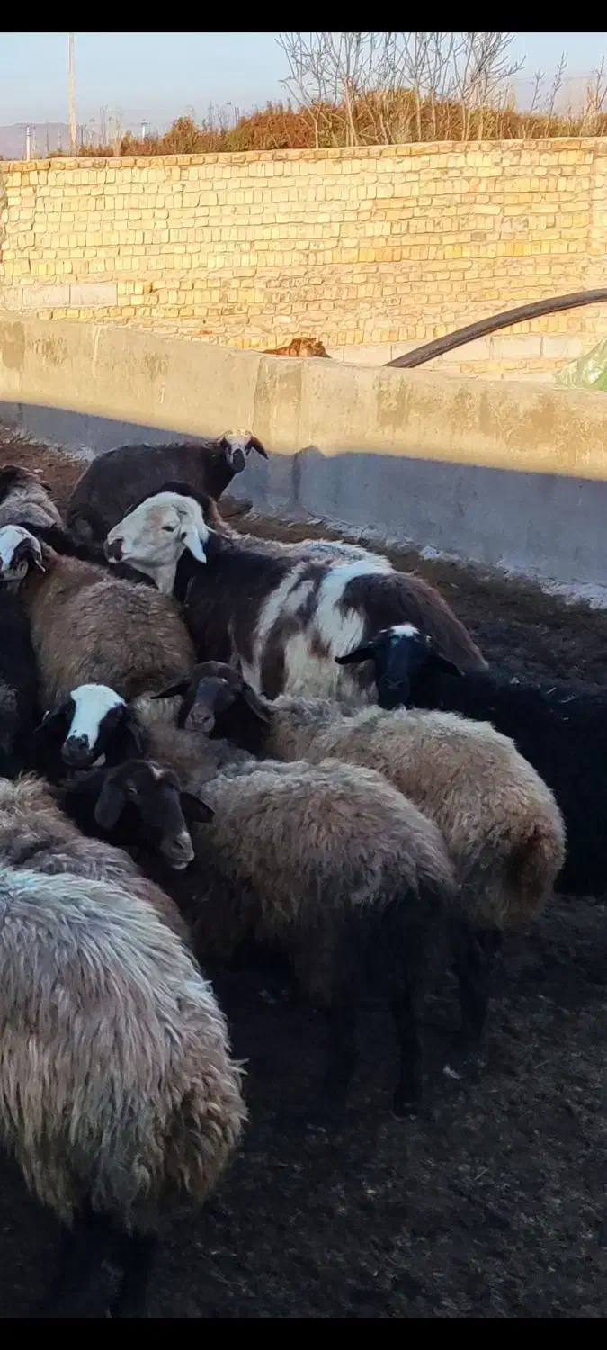 میش افشار و قوچ|حیوانات مزرعه|گلپایگان, |دیوار