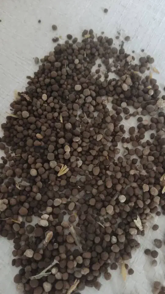 کود زمین کشاورزی موزی شکلاتی دی آمونیوم فسفات|خدمات باغبانی و درختکاری|دشت آزادگان, |دیوار