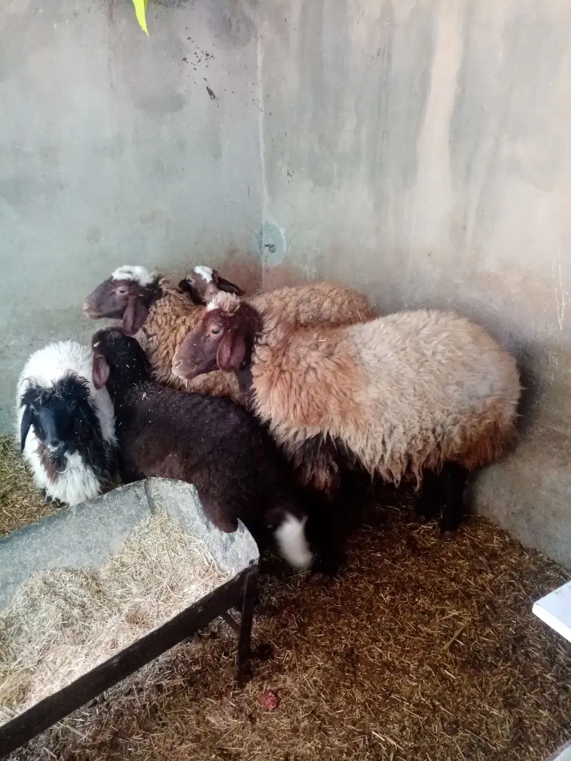 دو راس میش وبره باب داشتی جوان|حیوانات مزرعه|دره شهر, |دیوار