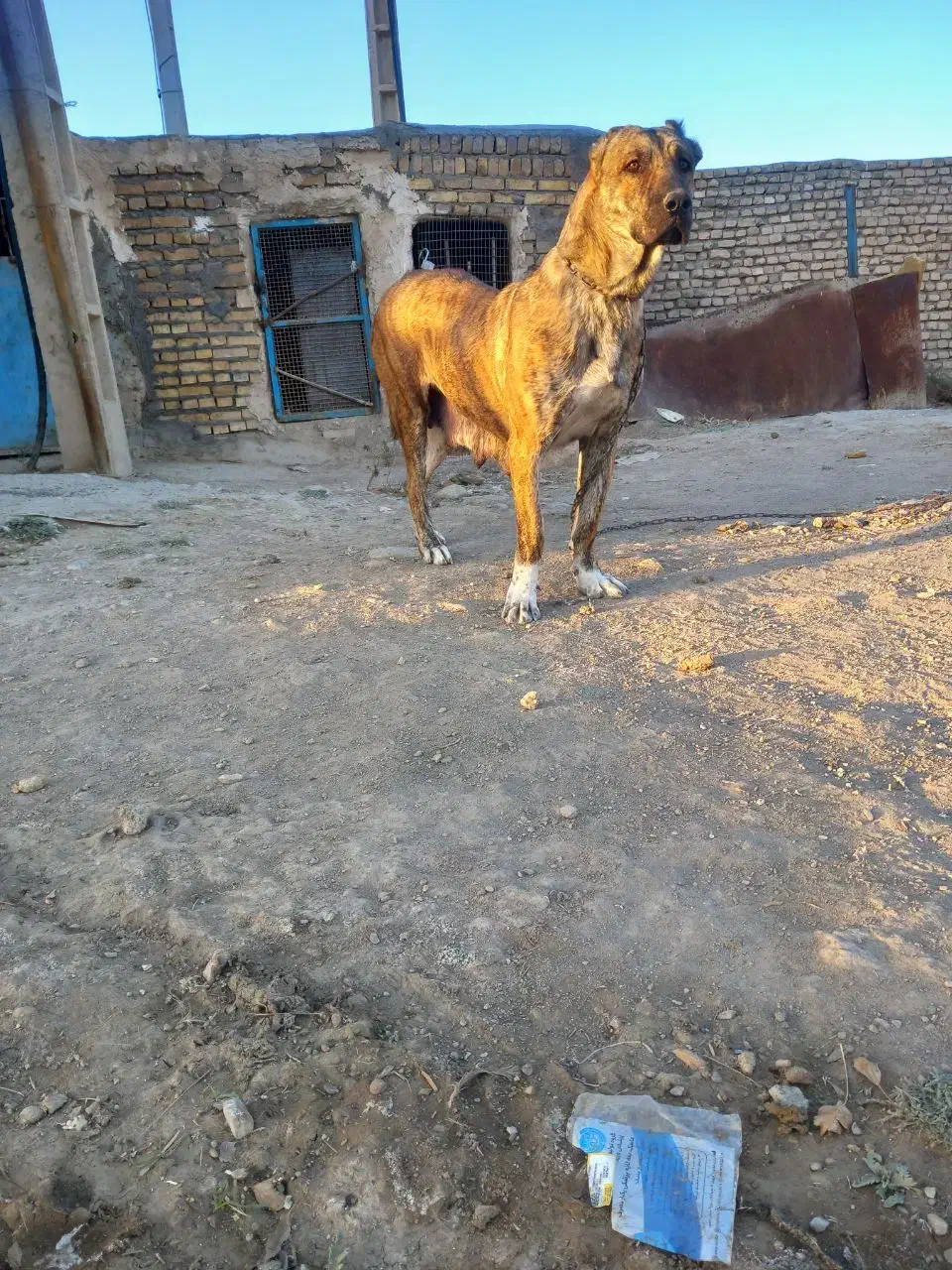 سگ ماده|سگ|مشهد, تبادکان|دیوار