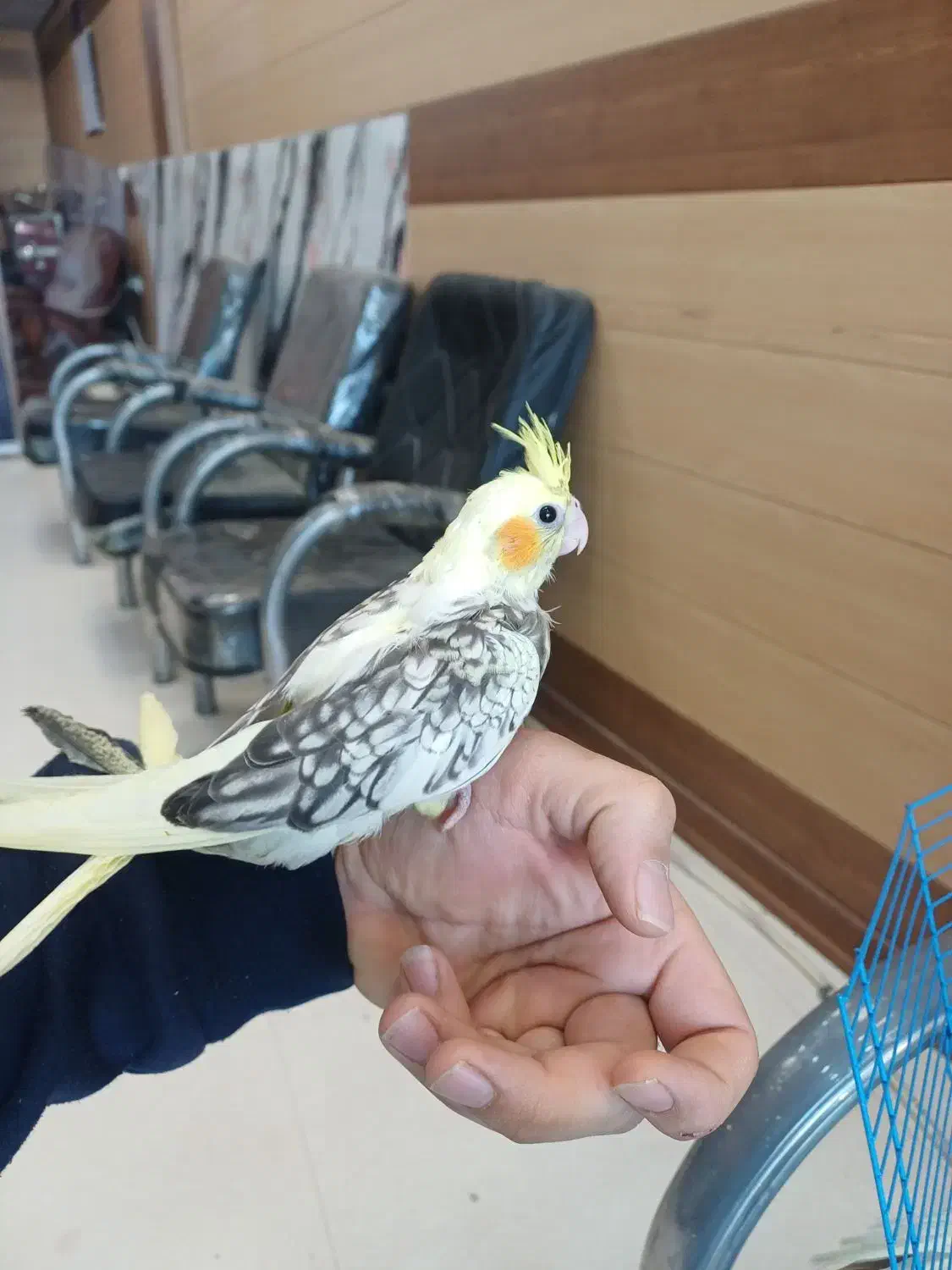 عروس هلندی معاوضه با قناری یا سهره یا گرینچیک|پرنده|چهارباغ, |دیوار