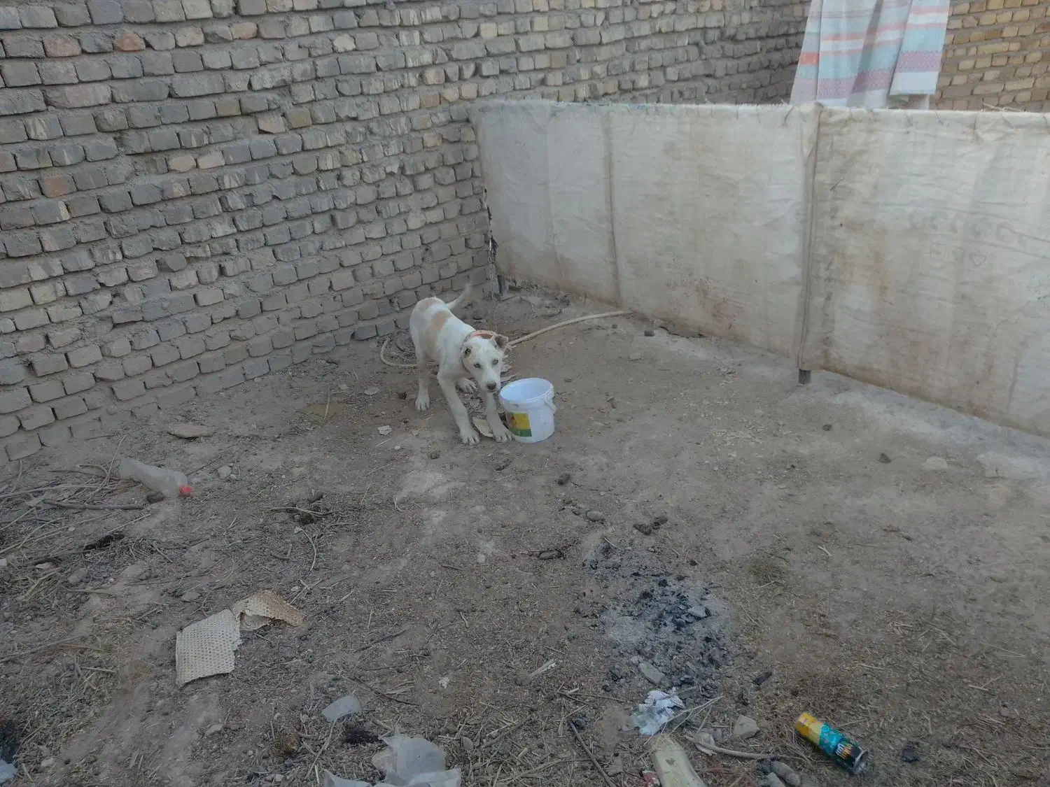 سگ سرابی اصیل|سگ|قیدار, |دیوار