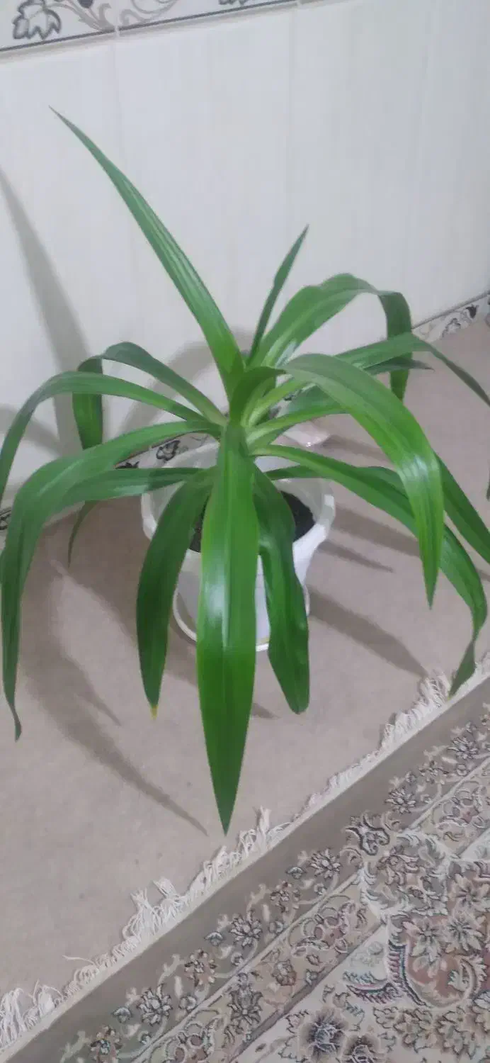 گل گندمی|گل و گیاه طبیعی|کرمانشاه, |دیوار