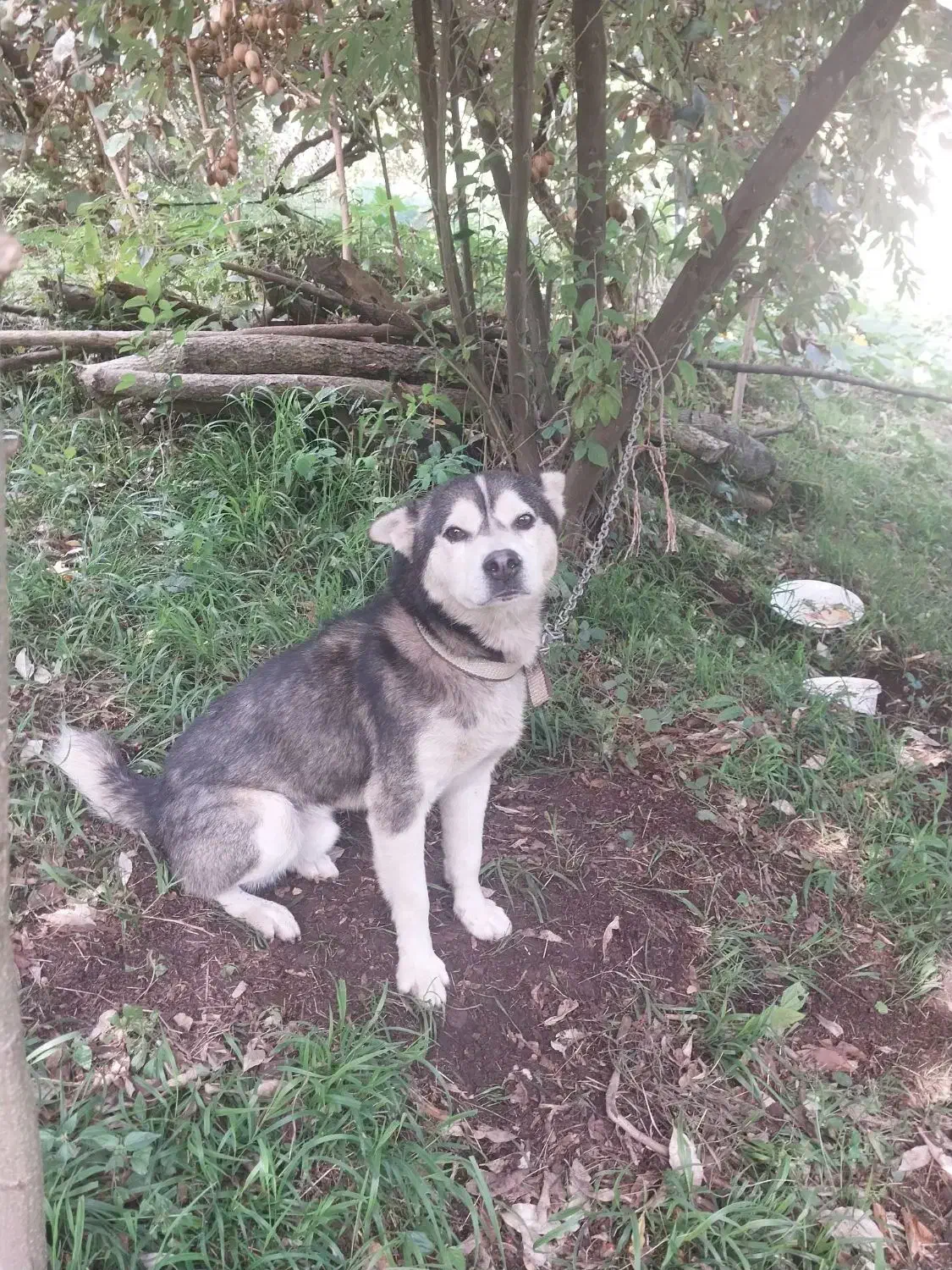 سگ گم شده|حیوانات|لیسار, |دیوار