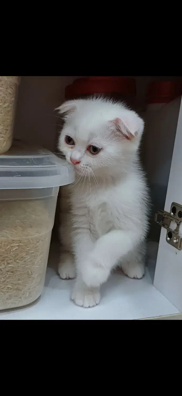 گربه|گربه|بندرعباس, |دیوار