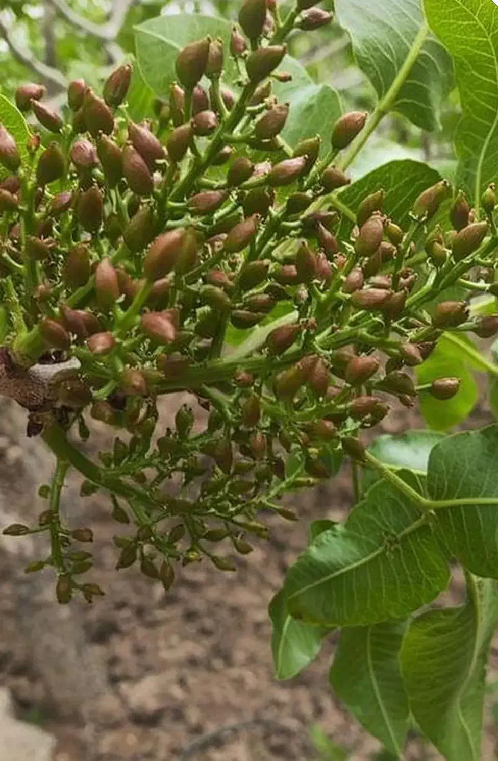 فروش خانه باغ|فروش خانه و ویلا|گیلان غرب, |دیوار