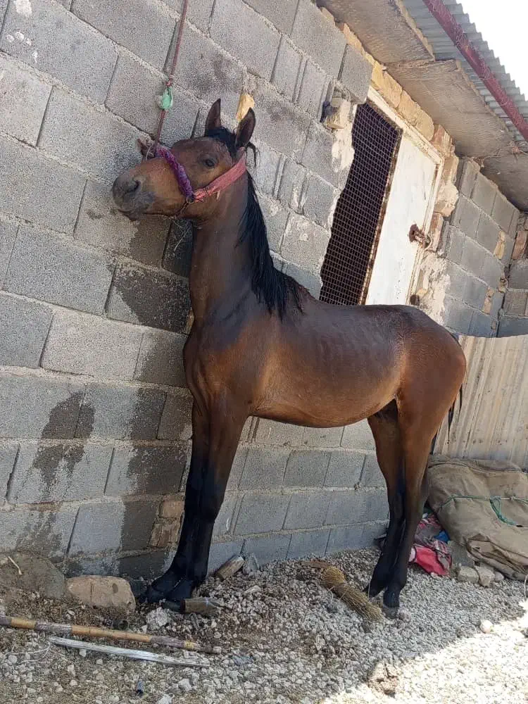 اسب نریون|اسب و تجهیزات اسبسواری|مرودشت, دولت آباد|دیوار