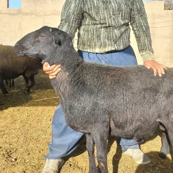 قوچ بی گوش قره قزل ۲ ساله بشرط پرش|حیوانات مزرعه|صالح آباد, |دیوار