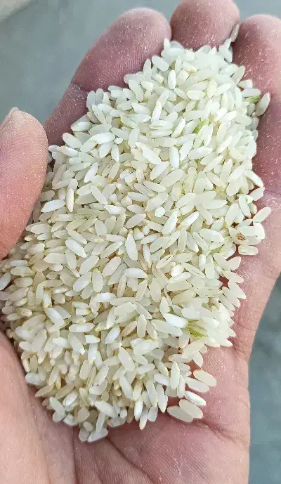 برنج کامفیروزی لوکس(بدون واسطه)|خوردنی و آشامیدنی|مرودشت, بهارستان|دیوار