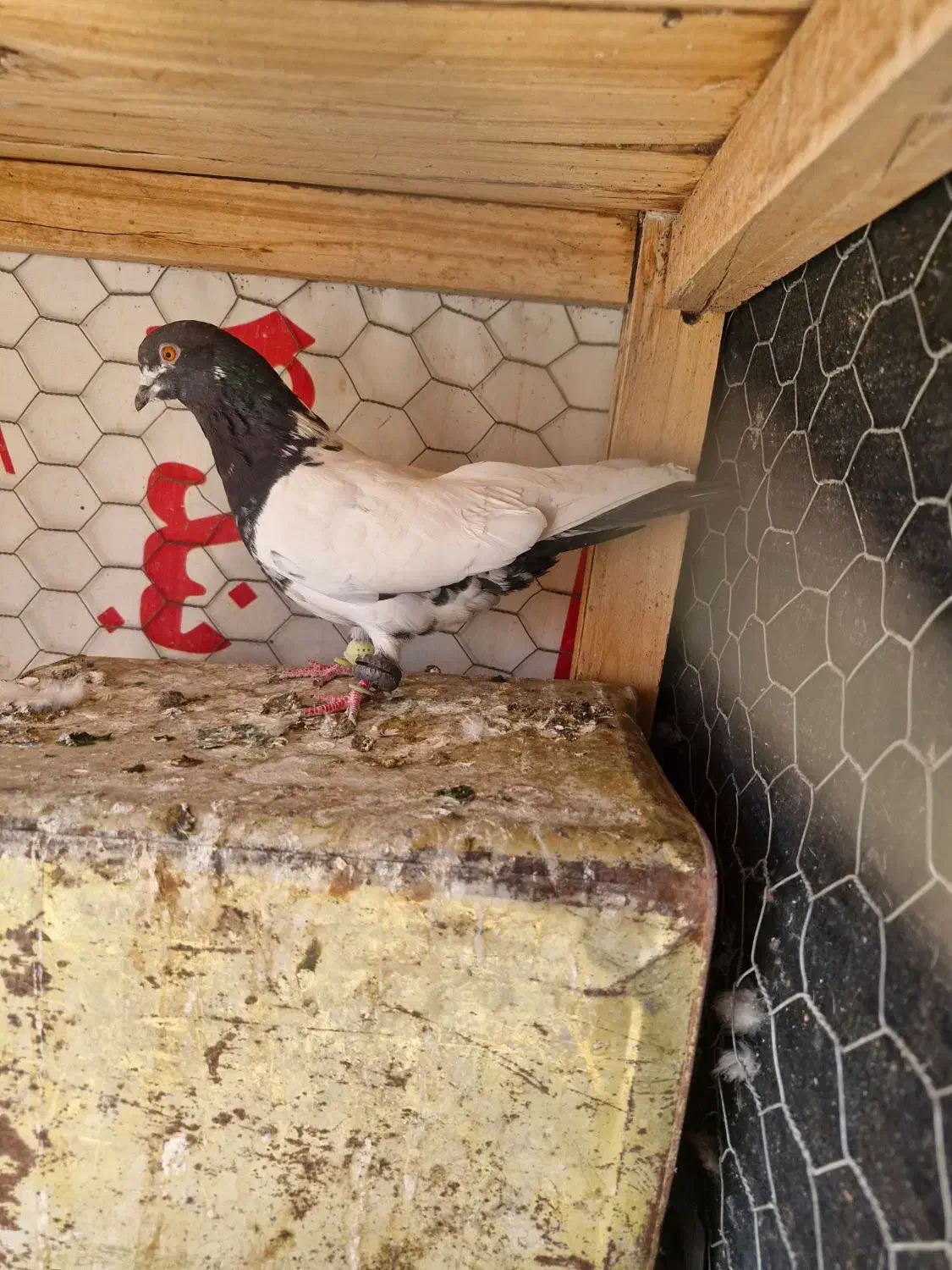 کبوتر سینه ای . کله دم سیاه .کله ماستی . طوقی|پرنده|فلاورجان, |دیوار