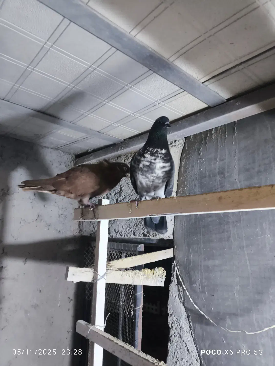 کفتر یا کبوتر|پرنده|صوفیان, |دیوار