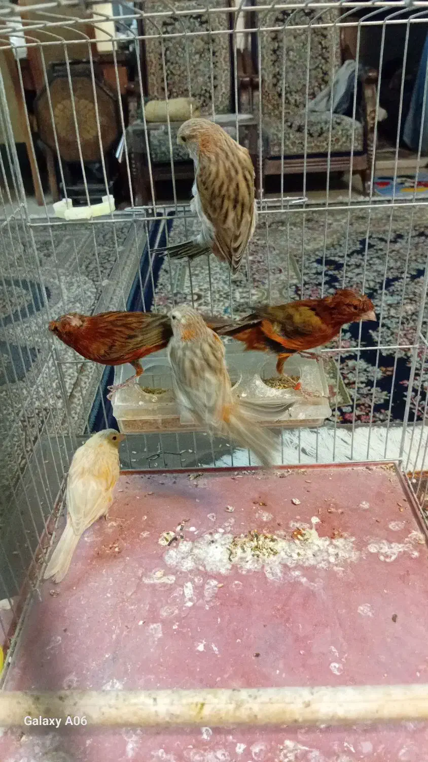 قناری|پرنده|کرمان, |دیوار