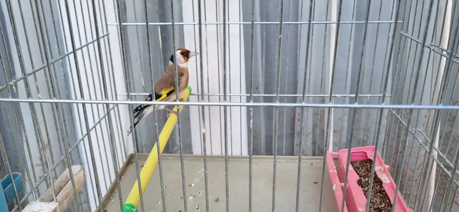 سهره جوجه سال وخاکی|پرنده|جهرم, |دیوار