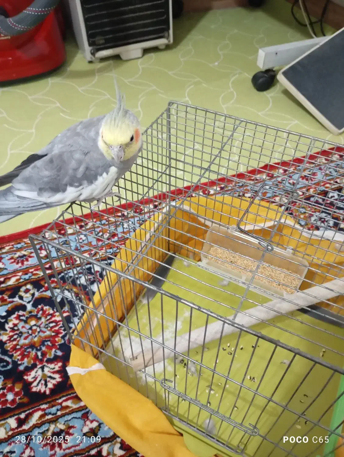 عروس هلندی|پرنده|فلارد, |دیوار