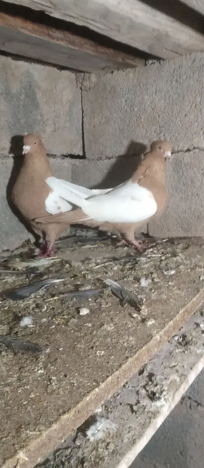 توقی|پرنده|اردبیل, |دیوار