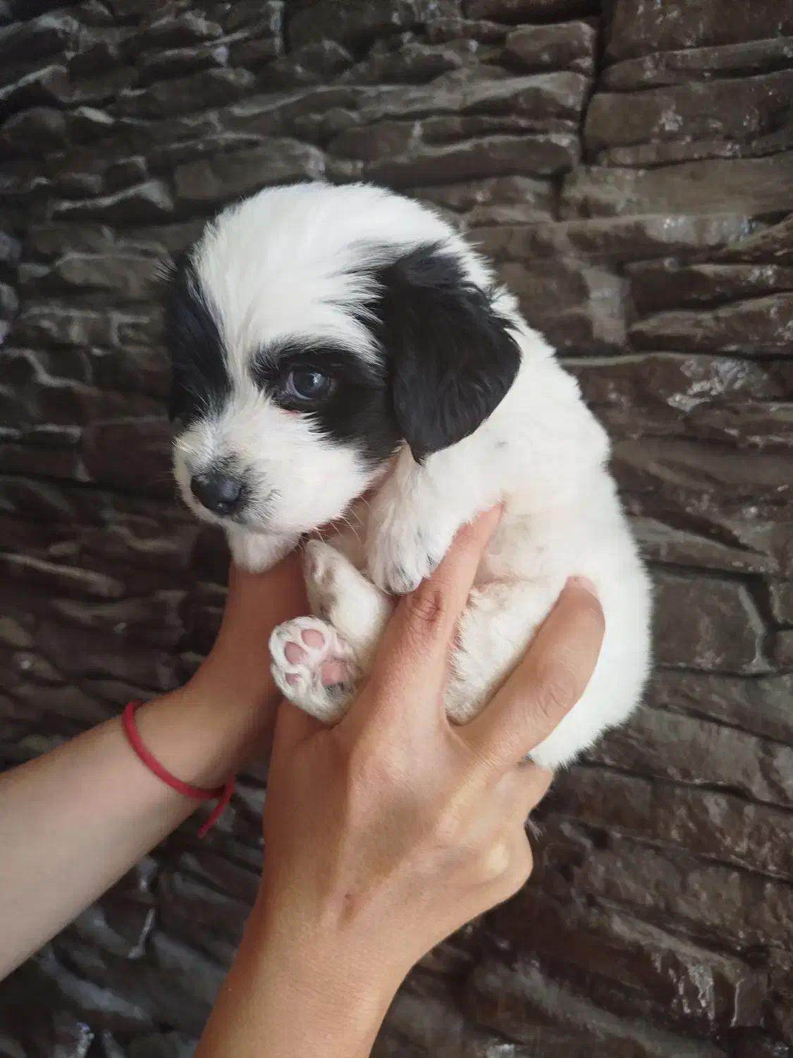 توله تریر دو ماهه سیاه وسفید|سگ|شاهینشهر, عطار|دیوار