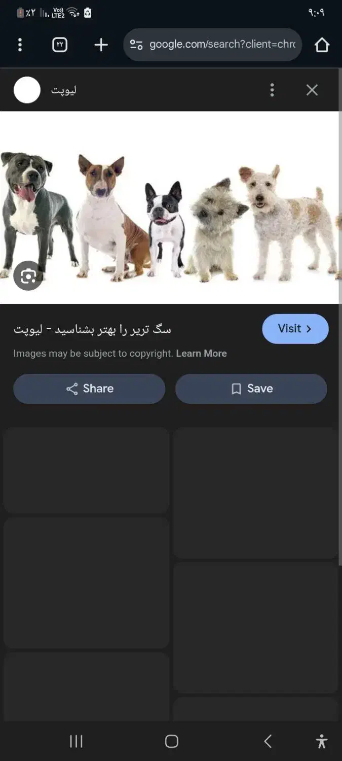 سگ تریر|سگ|بومهن, |دیوار