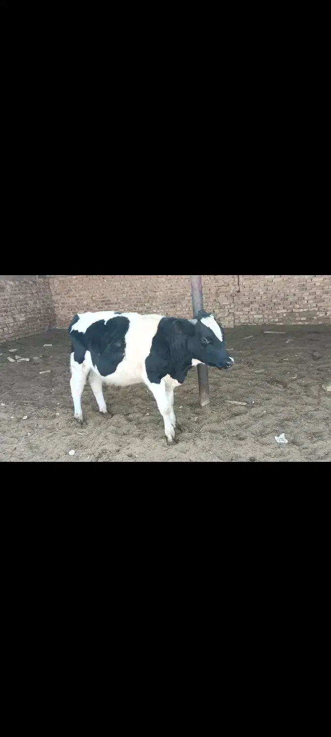 گوساله نر|حیوانات مزرعه|مرودشت, ژیان|دیوار