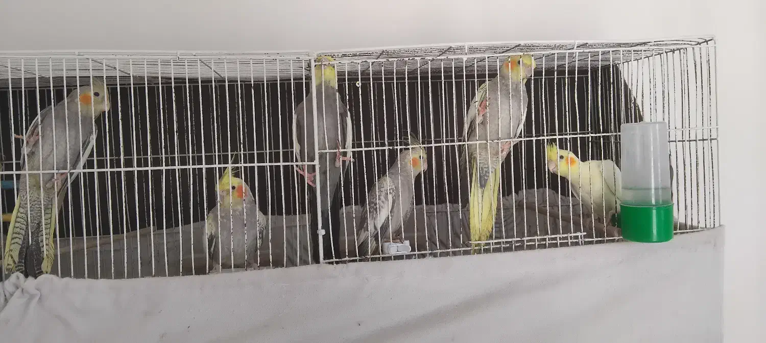 عروس هلندی|پرنده|سنگر, |دیوار