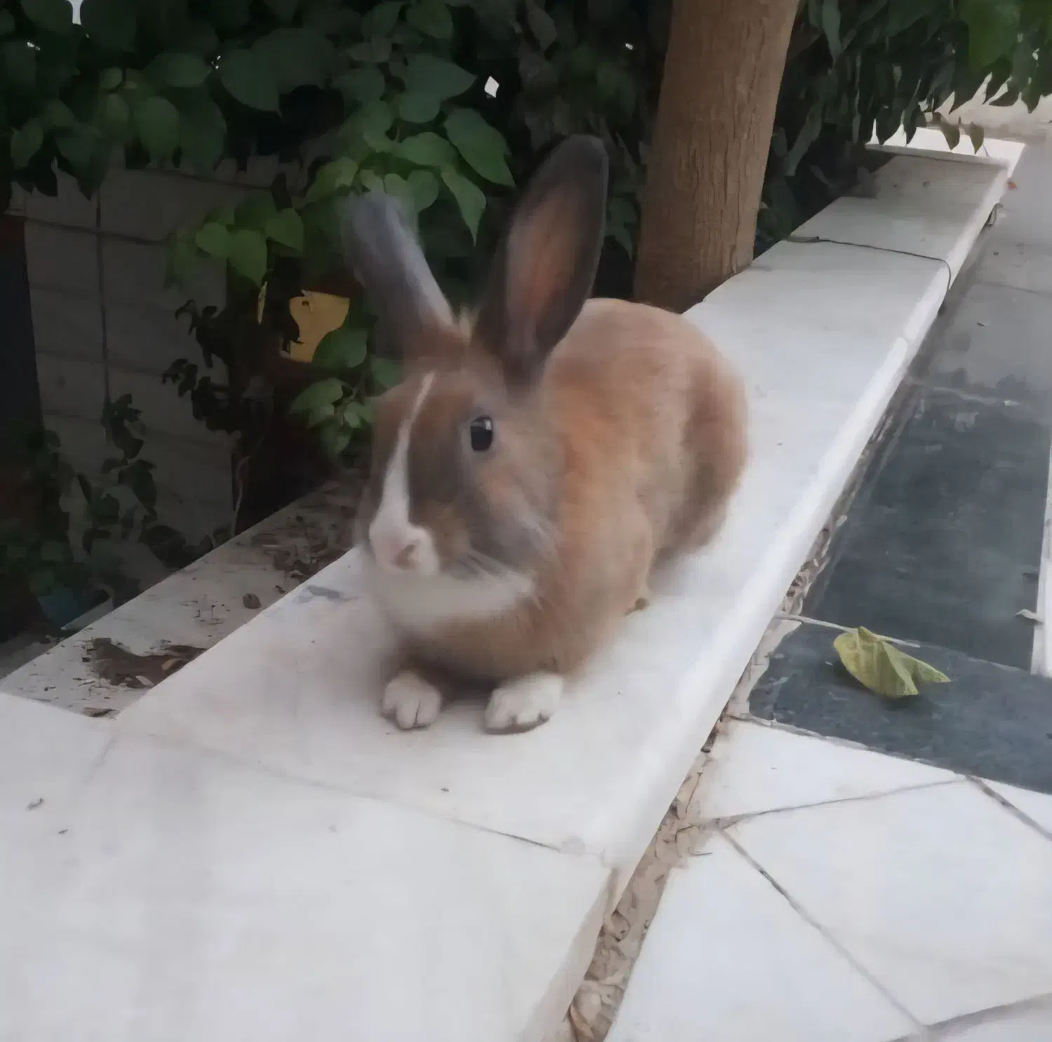 خرگوش|موش و خرگوش|قم, منبع آب|دیوار