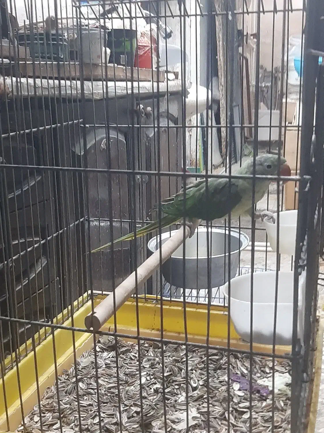 جوجه شاه طوطی ۸ ماهه|پرنده|لاهیجان, پردسر|دیوار