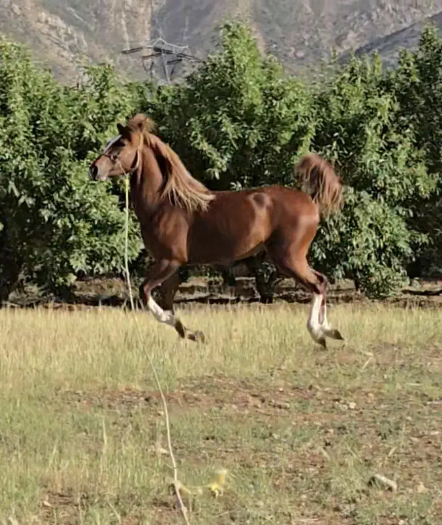 مادیان عرب صورت دار مصری یسر خوشگل|اسب و تجهیزات اسبسواری|مشهد, کلاهدوز|دیوار