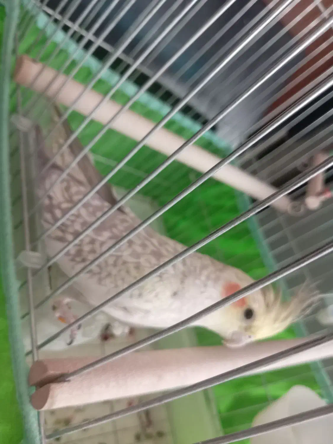 عروس هلندی ماده|پرنده|شیراز, کوشک میدان|دیوار