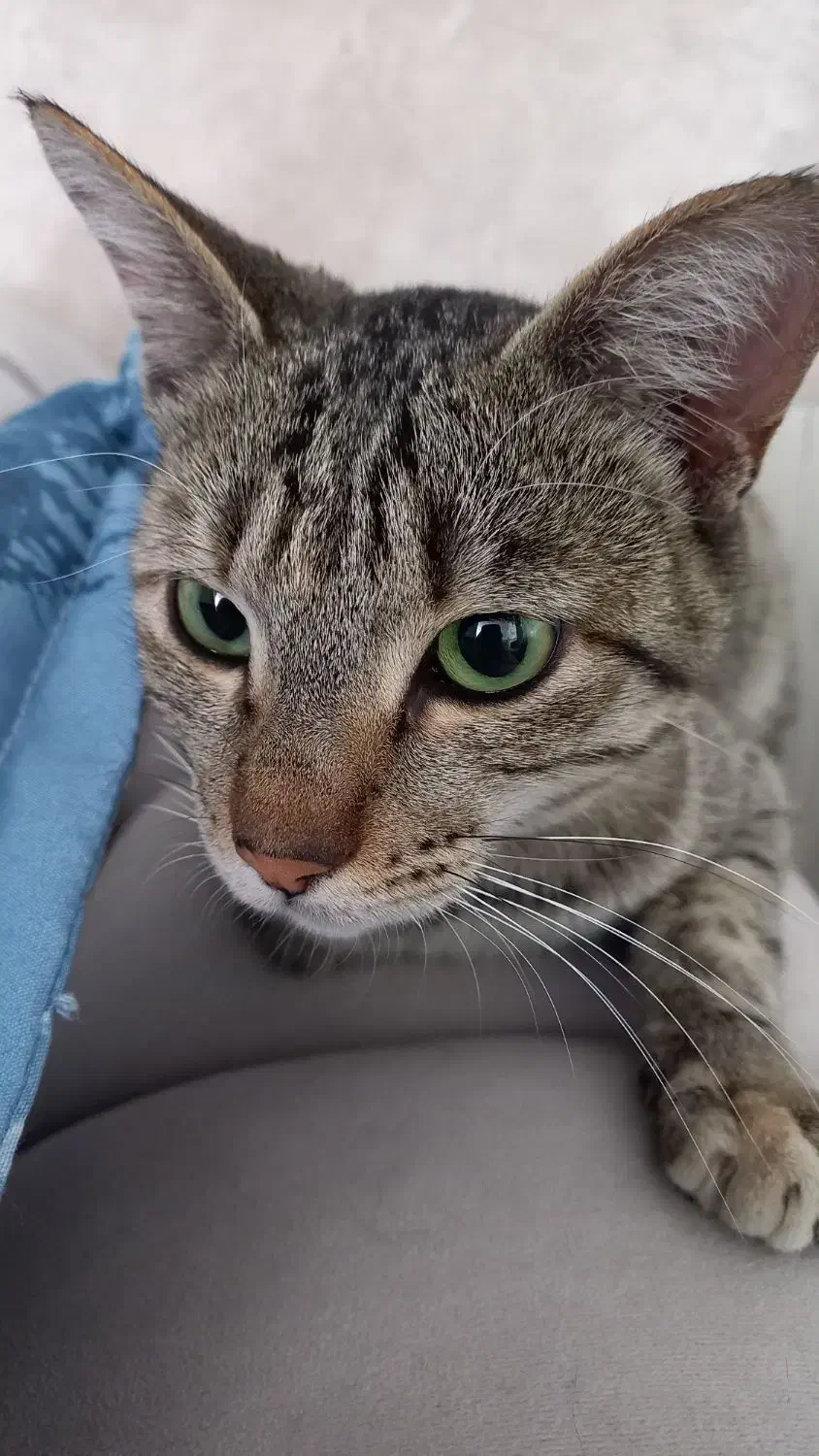 واگذاری گربه چهارماهه|گربه|قم, شهرک امام حسن|دیوار