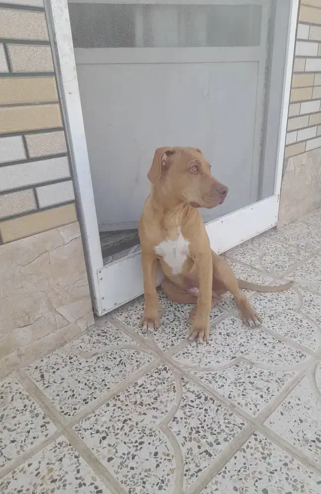 سگ آمریکن پیت بول|سگ|آباده, |دیوار