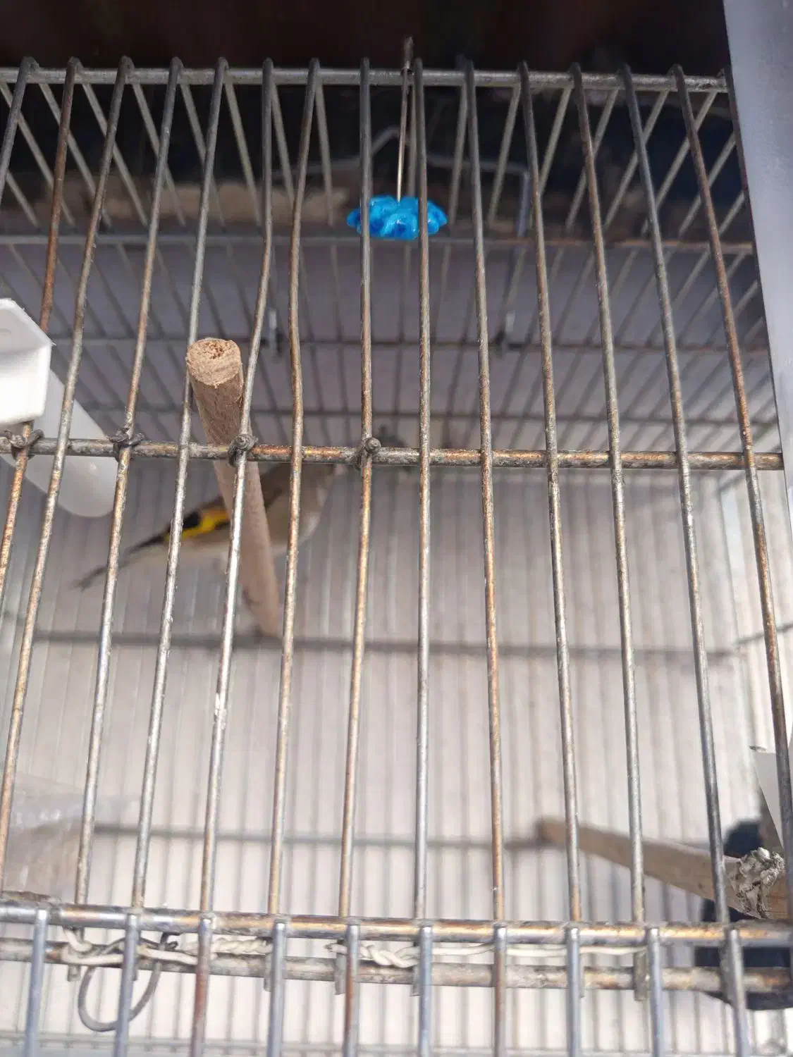 سره نر خراسان|پرنده|بومهن, |دیوار