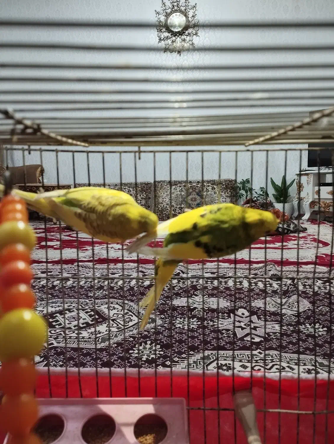 مرغ عشق|پرنده|تبریز, |دیوار